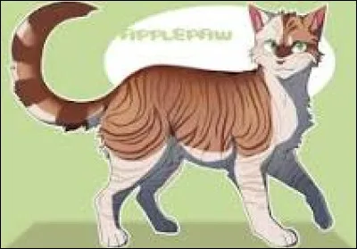 Voici ton premier chaton ! Comment le nommes-tu ? Un m&acirc;le roux et blanc aux yeux verts, aux membres semblant aussi agiles que ceux de son p&egrave;re !