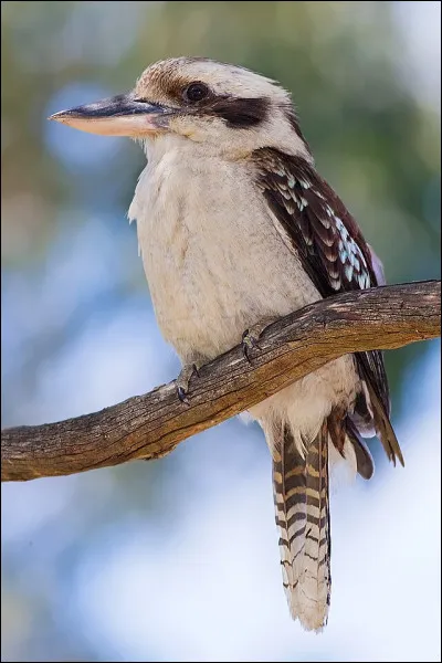Animaux : Où vit le kookaburra ?