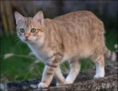 Quel est le sexe de Plume de Grive ?