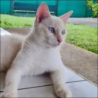 Quel est le genre de Rayon de l'Aube ?