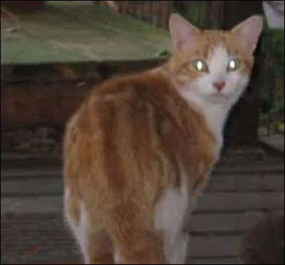 Poil de Loutre, de quel genre est l'animal ?