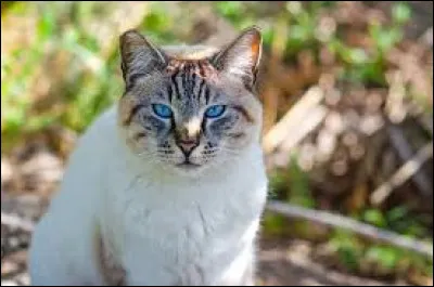 De quel sexe est Ciel Clair