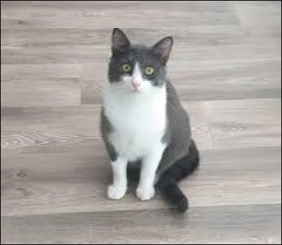 Et le chat nommé Feuille, à quel sexe appartient-il ?