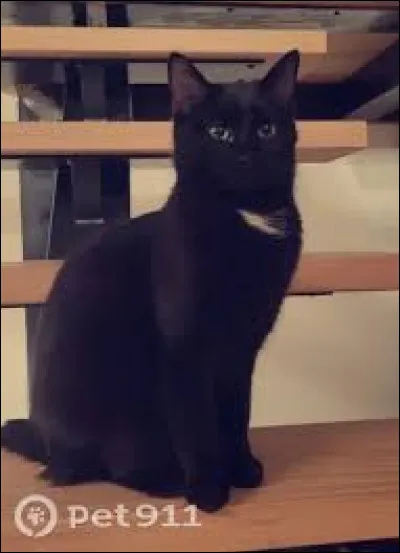 Quant à ce chat, Ombre Lunaire, est il mâle ou femelle ?