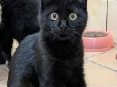 Quel est le genre d'Ombre Noire ?