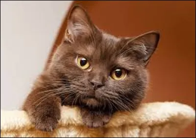 Et ce chat, Oiseau Frêle, à quel genre appartient-il ?