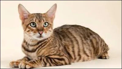 Quant à Faon Timide, quel est son genre ?