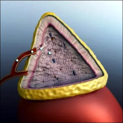 Quelle glande du corps humain est un apanage masculin ?