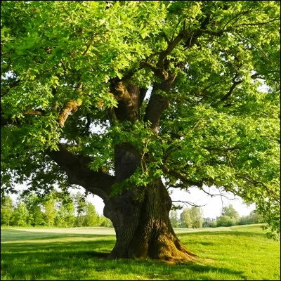 Quelle plante des sols humides, utilisée de multiples manières dans les Andes, possède une espèce appelée canne de Provence ?