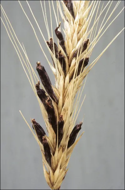 Partie du labrador, c'est l'...