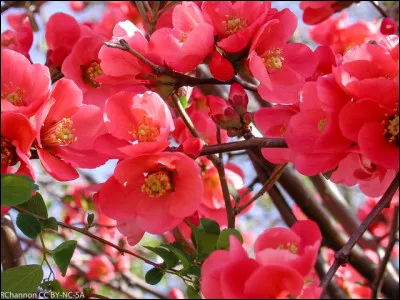 Sur quel arbuste s'épanouissent ces superbes fleurs roses ?