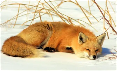 Comment s'exprime le renard ?