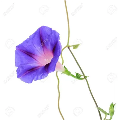 En 16 lettres : infundibuliforme. Utilisé surtout pour qualifier la corolle de certaines fleurs, quel ustensile de cuisine cet adjectif évoque-t-il ?