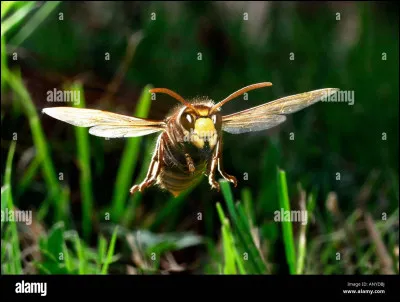 Le FRelon est une espèce d'insecte originaire ...