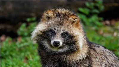 Quel est ce canidé ?