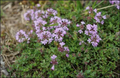 Quelle proposition est synonyme du serpolet ?