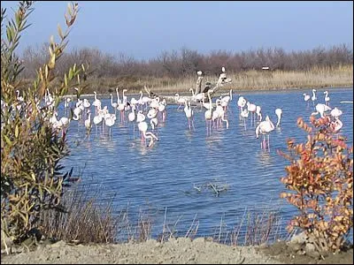 Quel est cet étang typiquement camarguais ?