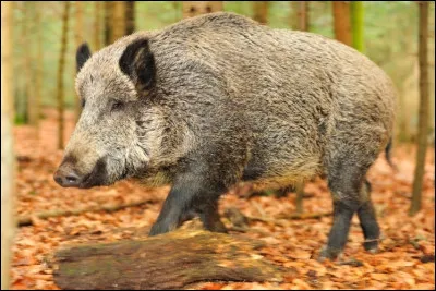 Dans quoi vit le sanglier ?
