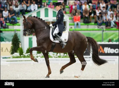 Quelles disciplines sont équestres ?