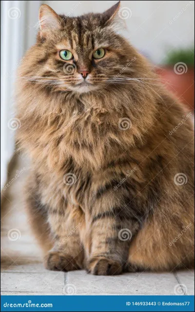 Quelle est cette race ?