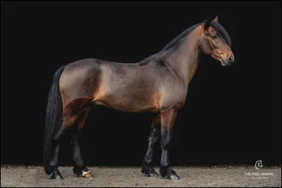 À quelle partie du corps du cheval doit-on le mesurer ?