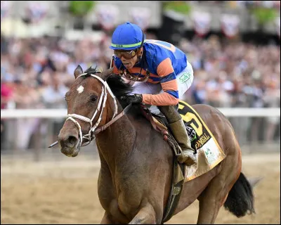 Quelle race est utilisée pour faire les courses de jockey ?