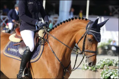 Dans quel ordre faut-il seller le cheval ?