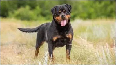 Ce chien est un rottweiler.