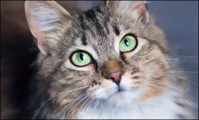 Les chats sont les animaux les plus intelligents de toute la planète Terre. Vrai ou faux ?