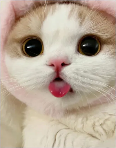 Les chats peuvent sauter jusquà deux mètres de haut. 
 Vrai ou faux ?