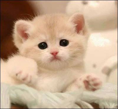 La plupart des chats miaulent. 
Vrai ou faux ?