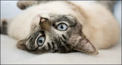 Les chats savent faire des mathématiques. 
Vrai ou faux ?