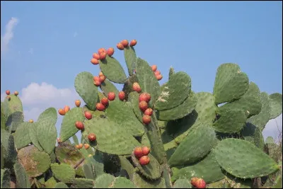 On vit des babas là-bas.