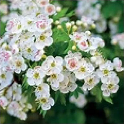 C'est au Canada qu'il faudrait vérifier si Fernand Gignac espère retrouver son amour perdu, quand peut-il le revoir ?