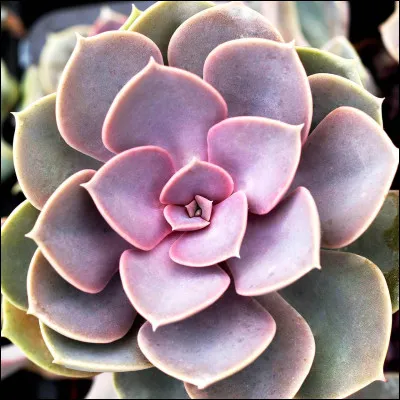 Et le prénom Azura ?