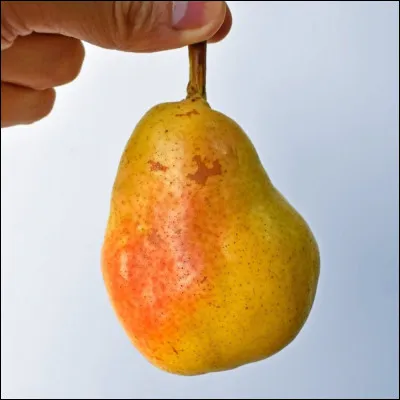 L'image ci-dessus repr&eacute;sente...