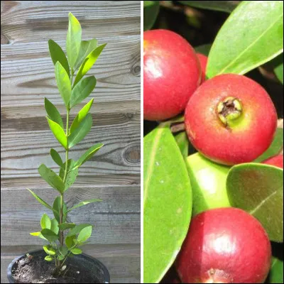 L'image ci-dessus repr&eacute;sente...