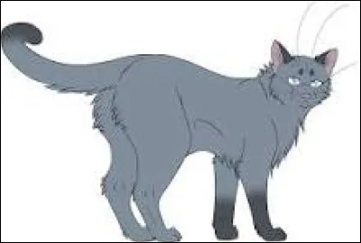 Comment les nommes-tu ? La premi&egrave;re est une femelle gris-bleu comme toi, avec les pattes, les oreilles et la queue plus sombres.