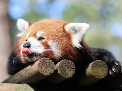 Comment appelle-t-on cet animal en chinois ?