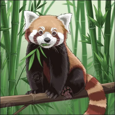 Le panda roux peut tourner ses chevilles.