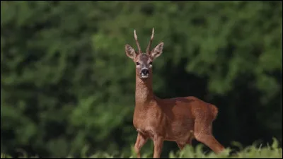 Quel cri émet le chevreuil lorsqu'il est effrayé ou inquiet ?