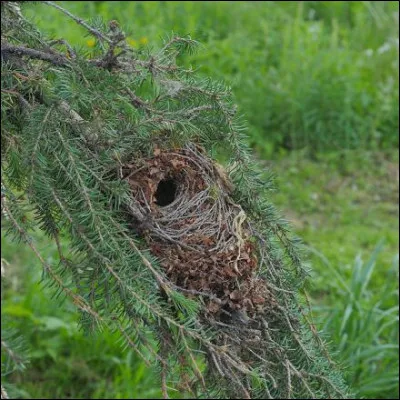 Quel genre doiseau possédant une raie centrale jaune orangée sur la tête forme à lui seul une famille de passereaux ?