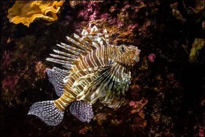 Quelle est la différence entre un poissons osseux et un poisson cartilagineux ?