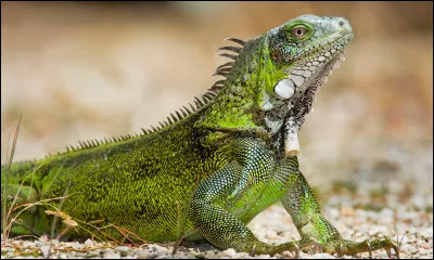 Et pour finir, voici un grand l&eacute;zard herbivore arboricole, se nourrissant principalement de feuillage et vivant dans des r&eacute;gions allant du sud du Br&eacute;sil aux Cara&iuml;bes.Quel est cet animal ?