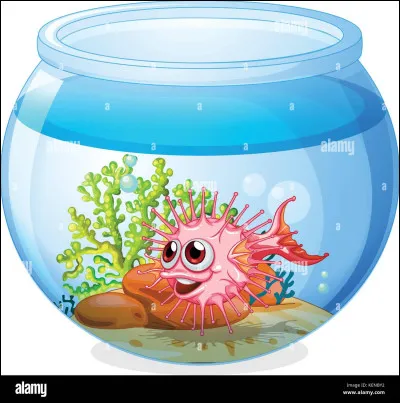 Et histoire de ne pas terminer en queue de poisson, quelle est la mémoire (au maximum) d'un poisson rouge sachant que celle d'une truite est de 21 jours ?