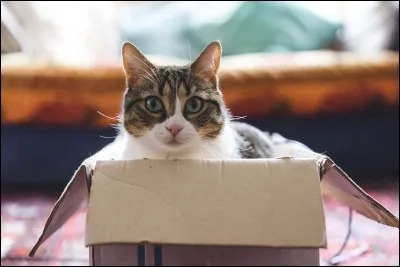 Le chat est « l'ami de lhomme ».