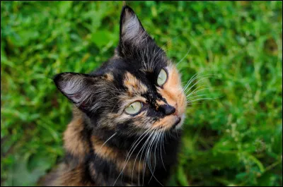 Ce chat a un pelage écaille de tortue.