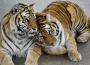 Quiz Quiz : sur les animaux redoutables