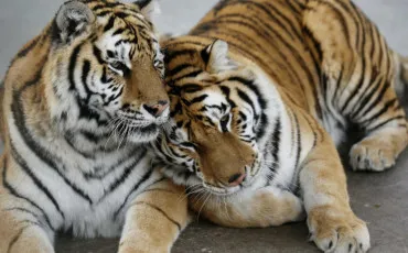 Quiz Animaux