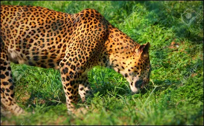 Le guépard asiatique, quel est son poids ?